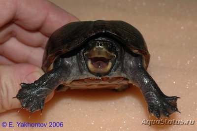 Фото Черепаха иловая красноватая WC Kinosternon subrubrum Eastern Mud Turtle  (photo#122063)