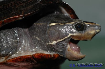 Фото Черепаха иловая красноватая WC Kinosternon subrubrum Eastern Mud Turtle  (photo#122064)