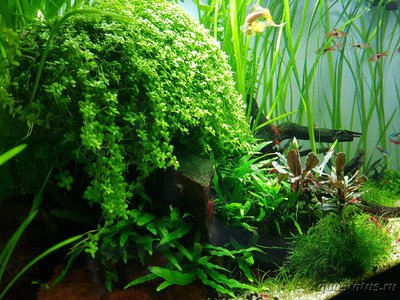 Подводный Романтик. Мой аквариум Fluval Roma 120 литров (Zlatka)