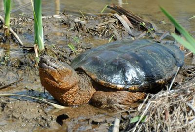 Фото Черепаха каймановая Chelydra serpentina Snapping Turtle  (photo#122094)