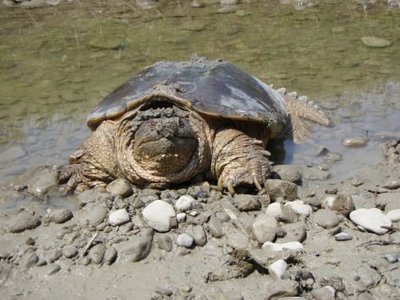 Фото Черепаха каймановая Chelydra serpentina Snapping Turtle  (photo#122095)