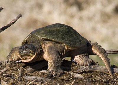 Фото Черепаха каймановая Chelydra serpentina Snapping Turtle  (photo#122096)