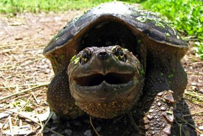 Фото Черепаха каймановая Chelydra serpentina Snapping Turtle  (photo#122097)