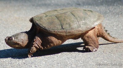 Фото Черепаха каймановая Chelydra serpentina Snapping Turtle  (photo#122098)