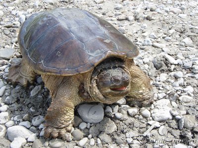 Фото Черепаха каймановая Chelydra serpentina Snapping Turtle  (photo#122099)