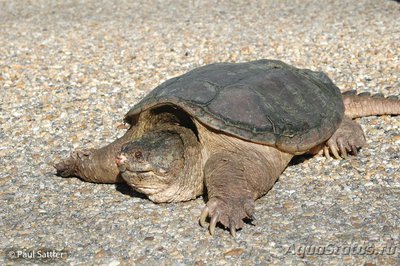 Фото Черепаха каймановая Chelydra serpentina Snapping Turtle  (photo#122100)