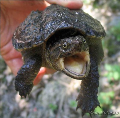 Фото Черепаха каймановая Chelydra serpentina Snapping Turtle  (photo#122101)