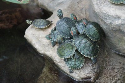 Фото Черепаха красноухая Trachemys scripta elegans Red-eared slider  (photo#122102)