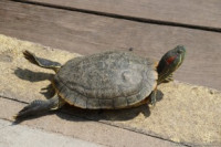 Фото Черепаха красноухая Trachemys scripta elegans Red-eared slider  (photo#122103)