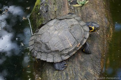 Фото Черепаха красноухая Trachemys scripta elegans Red-eared slider  (photo#122104)