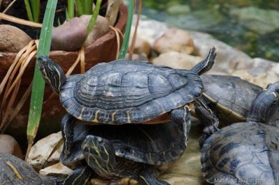 Фото Черепаха красноухая Trachemys scripta elegans Red-eared slider  (photo#122105)