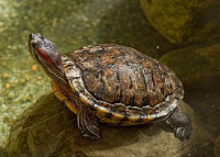 Фото Черепаха красноухая Trachemys scripta elegans Red-eared slider  (photo#122106)