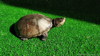 Фото Черепаха мускусная обыкновенная Sternotherus odoratus Musk Turtle  (photo#122117)