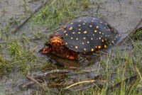 Фото Черепаха пятнистая Clemmys guttata Spotted turtle  (photo#122137)