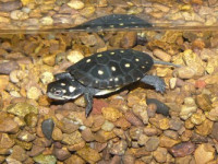 Фото Черепаха пятнистая Clemmys guttata Spotted turtle  (photo#122142)