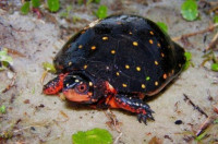 Фото Черепаха пятнистая Clemmys guttata Spotted turtle  (photo#122143)