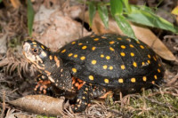 Фото Черепаха пятнистая Clemmys guttata Spotted turtle  (photo#122145)