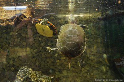 Фото Черепаха расписная Chrysemys picta Painted Turtle  (photo#122149)