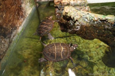 Фото Черепаха расписная Chrysemys picta Painted Turtle  (photo#122150)