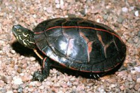 Фото Черепаха расписная Chrysemys picta Painted Turtle  (photo#122151)