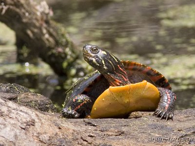 Фото Черепаха расписная Chrysemys picta Painted Turtle  (photo#122156)