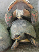 Фото Черепаха угольная Geochelone carbonaria Red Foot Tortoise  (photo#122167)