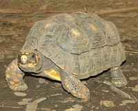 Фото Черепаха угольная Geochelone carbonaria Red Foot Tortoise  (photo#122168)