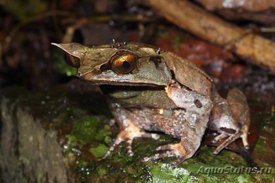 Фото Чесночница рогатая носатая Megophrys nasuta  (photo#122175)