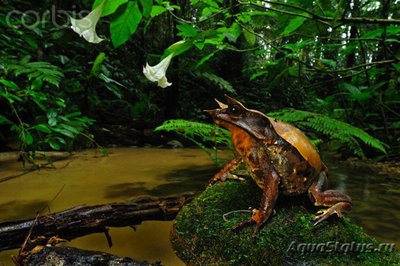 Фото Чесночница рогатая носатая Megophrys nasuta  (photo#122176)