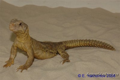 Фото Шипохвост египетский Uromastyx aegyptia  (photo#122180)