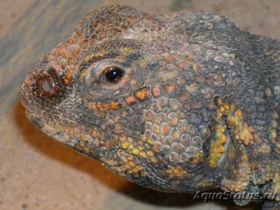 Фото Шипохвост западный Uromastyx acanthinura  (photo#122185)