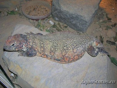 Фото Шипохвост западный Uromastyx acanthinura  (photo#122186)