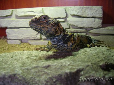 Фото Шипохвост западный Uromastyx acanthinura  (photo#122187)