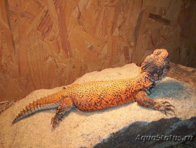 Фото Шипохвост западный Uromastyx acanthinura  (photo#122188)