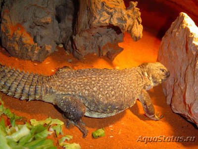 Фото Шипохвост западный Uromastyx acanthinura  (photo#122189)