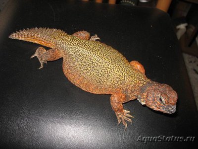 Фото Шипохвост западный Uromastyx acanthinura  (photo#122190)