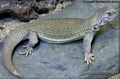 Фото Шипохвост индийский Uromastix hardwickii  (photo#122191)