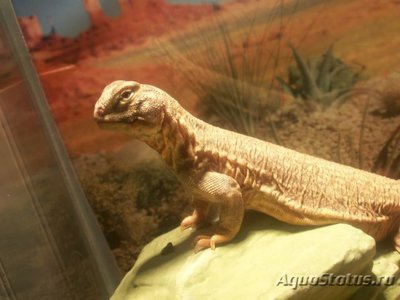 Фото Шипохвост индийский Uromastix hardwickii  (photo#122193)