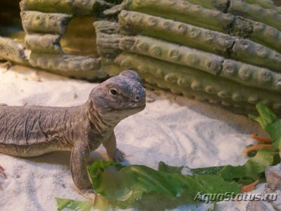 Фото Шипохвост индийский Uromastix hardwickii  (photo#122195)