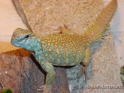 Фото Шипохвост украшеный Uromastix ornata  (photo#122198)