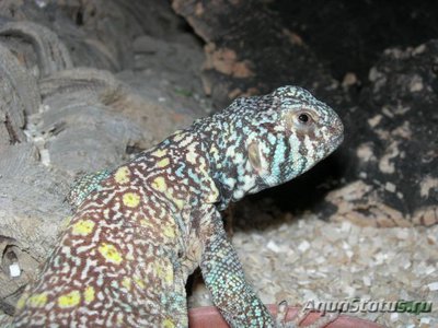 Фото Шипохвост украшеный Uromastix ornata  (photo#122199)