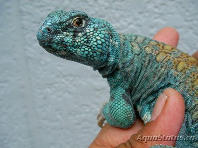 Фото Шипохвост украшеный Uromastix ornata  (photo#122201)