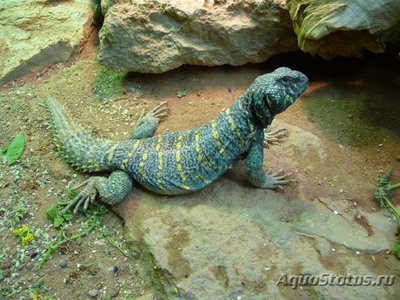 Фото Шипохвост украшеный Uromastix ornata  (photo#122202)