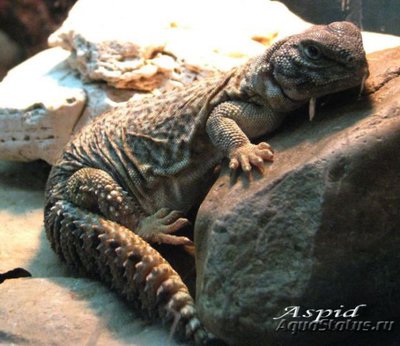 Фото Шипохвост южно-сахарский Uromastyx dispar  (photo#122203)