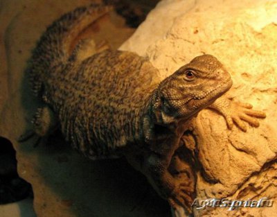 Фото Шипохвост южно-сахарский Uromastyx dispar  (photo#122205)