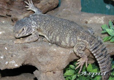 Фото Шипохвост южно-сахарский Uromastyx dispar  (photo#122206)