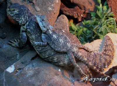 Фото Шипохвост южно-сахарский Uromastyx dispar  (photo#122207)