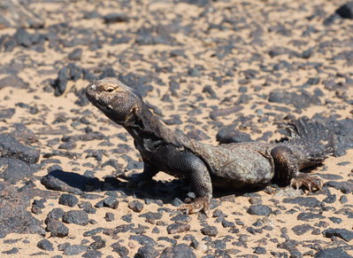 Фото Шипохвост южно-сахарский Uromastyx dispar  (photo#122208)