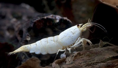 Фото Белая пчела White Bee Shrimp, Caridina cantonensis sp. White Bee  (photo#122224)