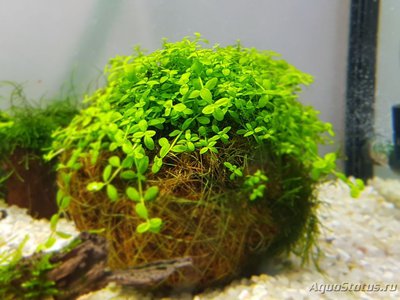 Подводный Романтик. Мой аквариум Fluval Roma 120 литров (Zlatka)